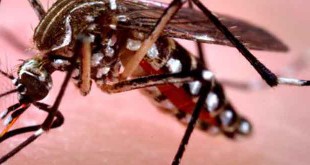 डेंगू के टीके का इंसानों पर टेस्ट 100 % कामयाब रहा