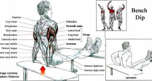 how to do bench dip for triceps in hindi