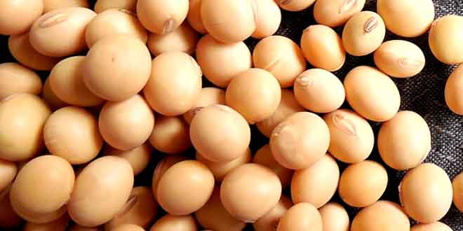 soyabean is natural vegetarian food supplement